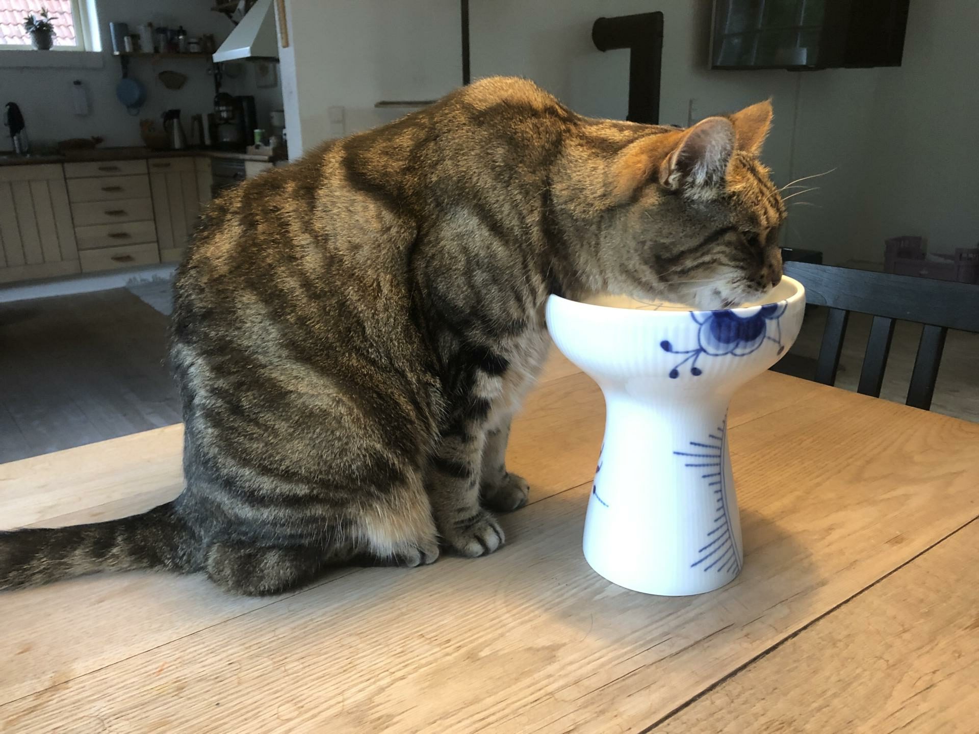 Drikker din kat vand? - Kolding